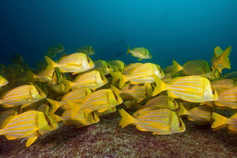 Shoal of panama pigfish