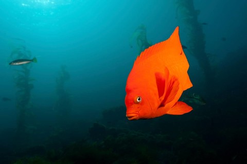 Garibaldi