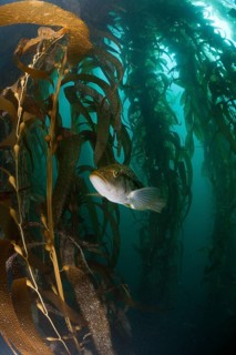 Kelp Bass