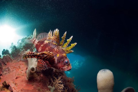 Hawaiian lionfish