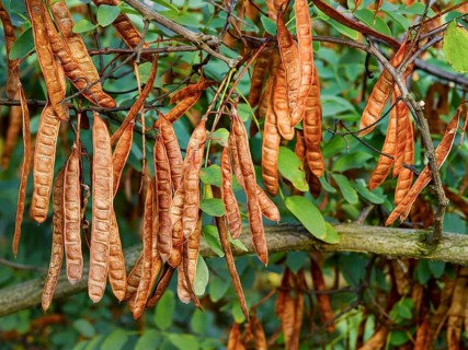 Black locust