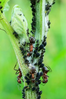 Great Red Wood Ant