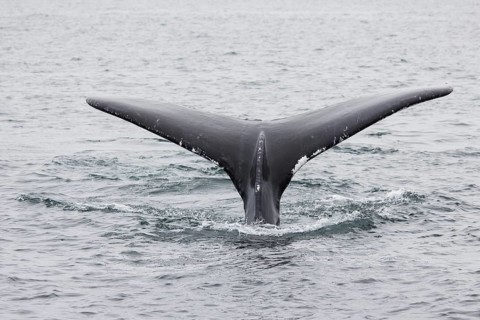 Humpback whale