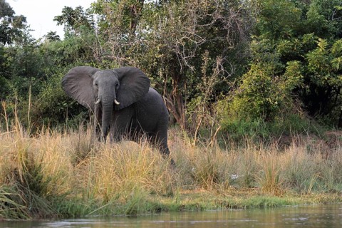 African elephant