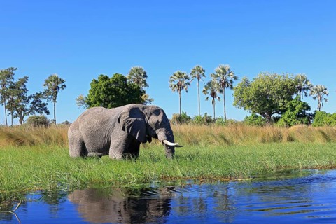 African elephant