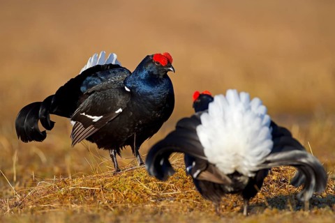 Black grouse