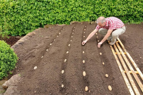Place potatoes