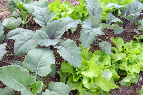 Vegetable patch with lettuce and kohlrabi