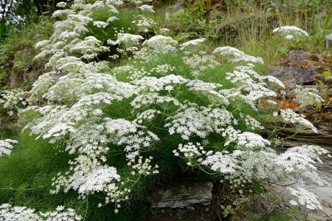Meum athamanticum