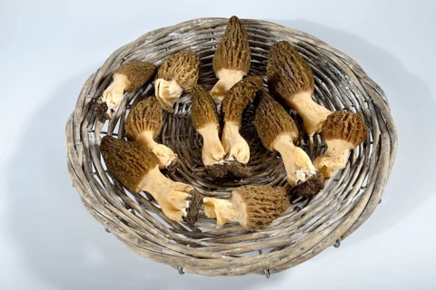 Black morel