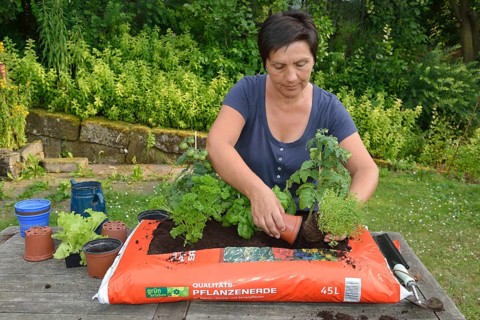 Bag of garden soil planted with tomatoes and cruciferous plants
