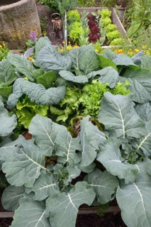 Vegetable patch with broccoli