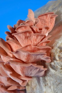 Pink oyster mushroom