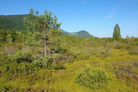 Moorland