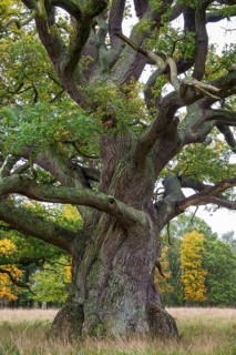 Old Oak