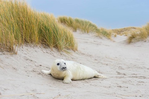 Grey Seal