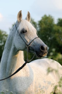 Arabian thoroughbred