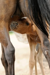 Arabian thoroughbred