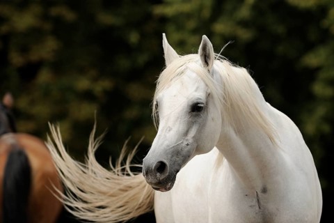Arabian thoroughbred