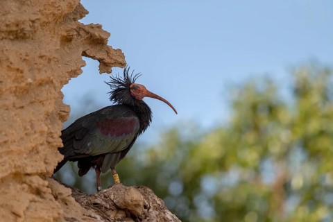 Northern bald ibis