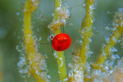 Mite