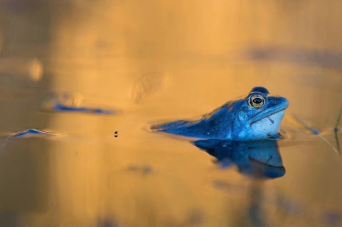 Moor frog