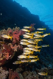 Shoal of blackspot snapper