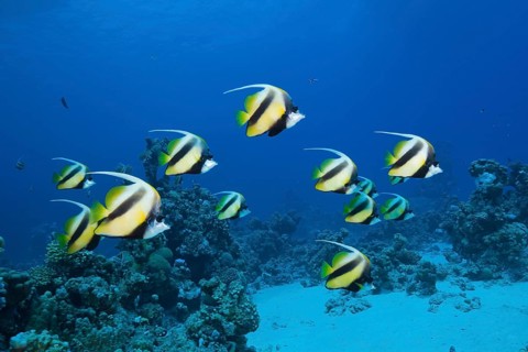Shoal of Red Sea Bannerfish