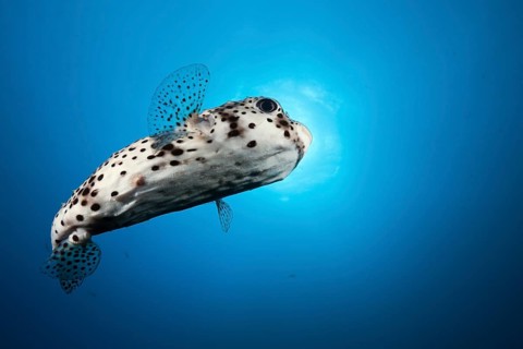 Common Porcupinefish