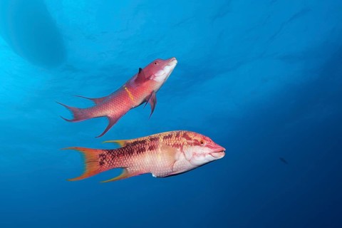 Mexican hogfishes