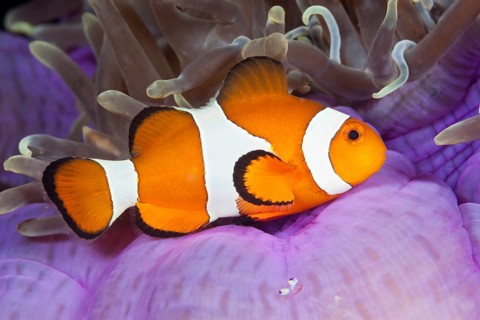 Ocellaris Clownfish