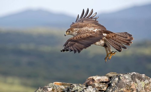 Bonelli's eagle