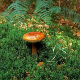 Bay bolete
