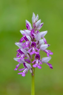 Military orchid