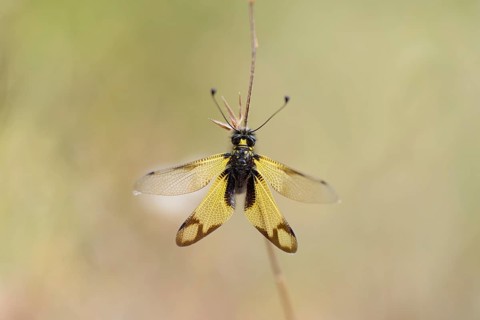 Cretan butterfly shad