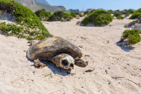 Loggerhead sea turtle