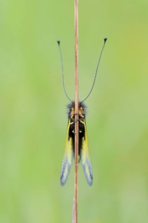 Dragonfly butterfly