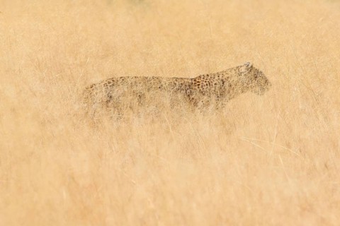 Leopard
