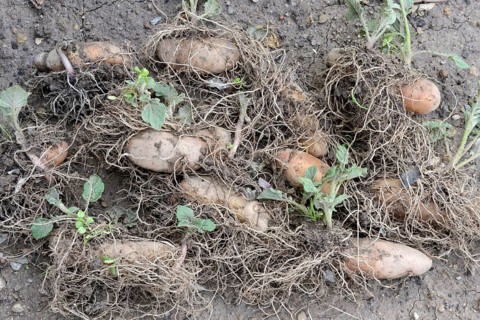 Potatoes
