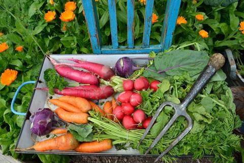 Carrots