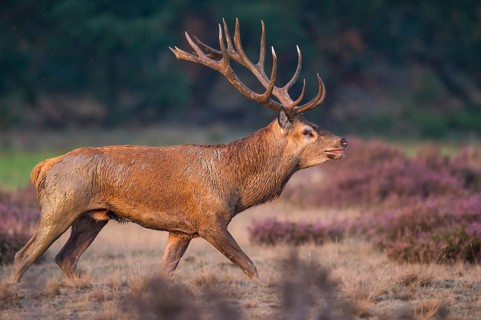 Red deer