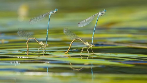 White-legged damselflies