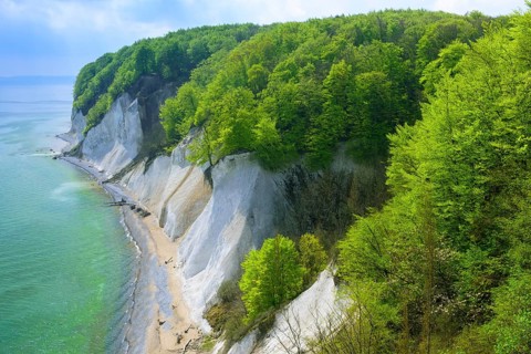 Beech forest