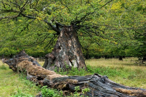 Old Oak