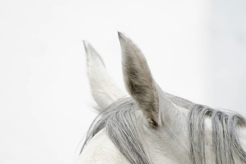 Arabian thoroughbred