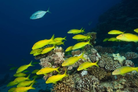 Shoal of Goldspotted Goatfish
