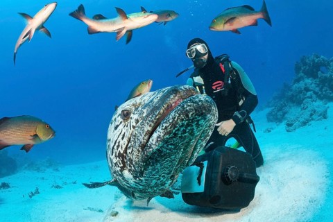 Feeding potato grouper