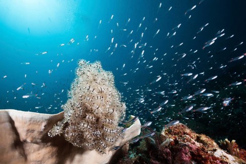 Red-spotted cardinalfishes circling feather star