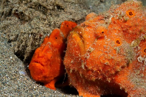 Pair of orange round-spotted frogfishes