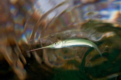 Darker half-billed pike